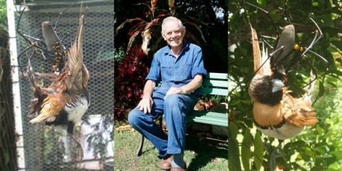 Golden Orb Weaver Spider devouring Chestnut-Breasted Mannikin Bird + Old man Les Martin (Photographer)