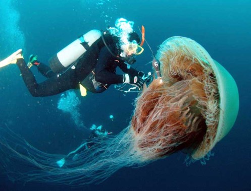 JAPAN - GIANT JELLYFISH