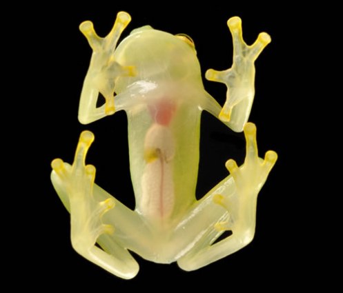 Hyalinobatrachium pellucidum (glass frog)