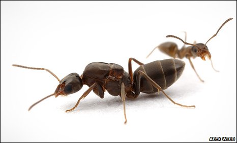 A queen and worker Argentine ant have many, many relatives