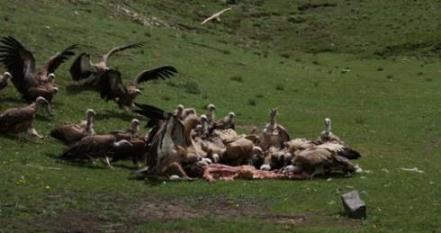 vultures