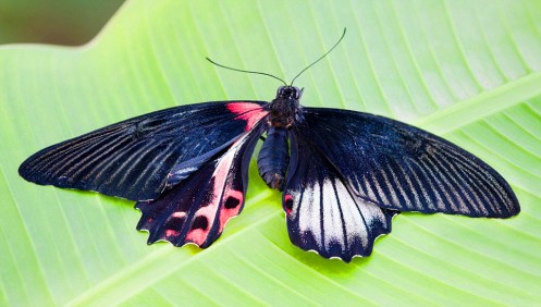 one of nature's rarest phenomena with only 0.01 per cent of hatching butterflies being born as gynandromorph