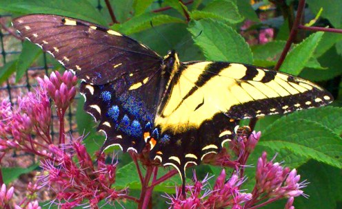 Tiger Swallowtail Gynandromorph