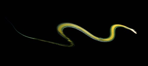 mystry_of_flying_snake_revealed_quikrpost