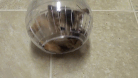 A Hamster Wheel