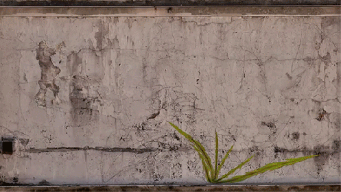 WEEDS by Mona Caron 2