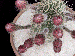 Antimatter flowers – GIF by National&nbsp;Geographic