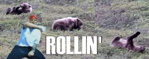 bear keep roll