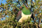 1200466Kereru