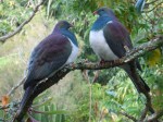 kereru-022-e1425953916303