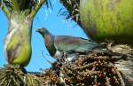 kereru / NZ wood pigeon /&nbsp;kukupa