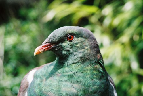 Kereru