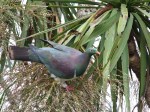Kereru_(New_Zealand_Wood_Pigeon)