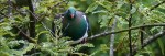 nz-wood-pigeon