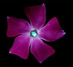 I-make-flowers-glow-to-photograph-their-invisible-light-58eb68e4edca5__880