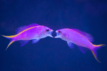 A pair of juvenile female Anthias posturing and preparing to lock jaws, a behavior that_s rarely a cause for&nbsp;concern.