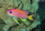 Anthias asperlinguis