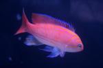 Bimaculatus Anthias