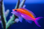 Pseudanthias bicolor – A Hawaiian and Eastern Pacific endemic that is very adaptable to the reef&nbsp;aquarium