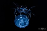 Phyllosoma larva of Ibacuc ciliatus on Aurelia&nbsp;jellyfish
